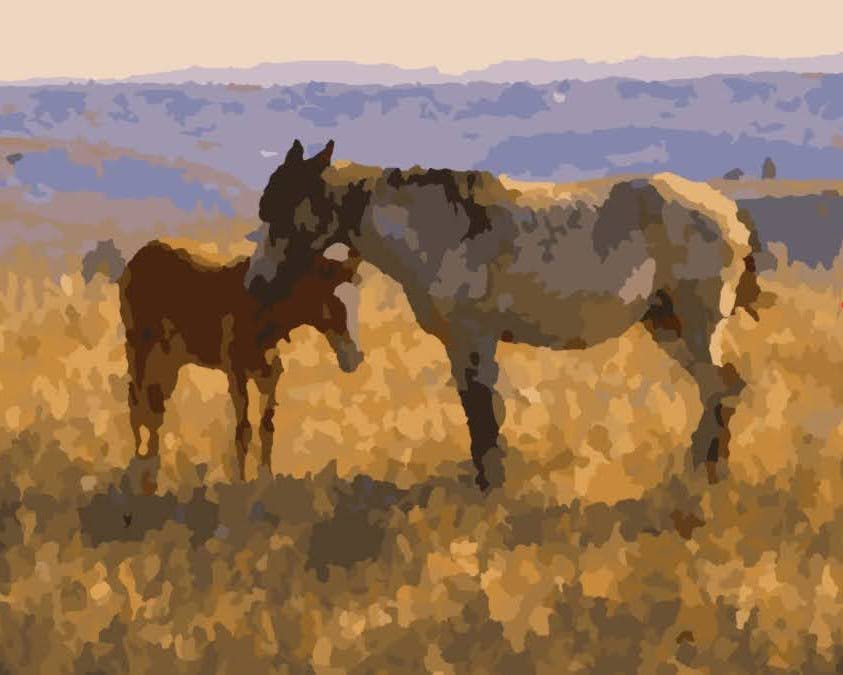 Wild Mustangs of Theodore Roosevelt